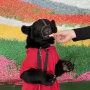 アミ(事前にメッセージを！の画像