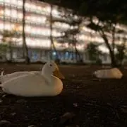 らんま