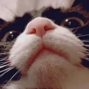 おむすびの画像