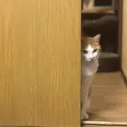 キキゾノの画像