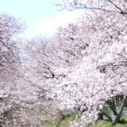 ちわわ
