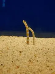 おめめの画像