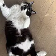 まめまるの画像