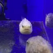 さんかく