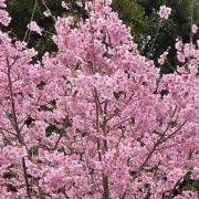 みどり