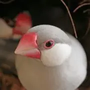 こなぴょんの画像