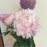 林檎の木の画像