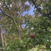 お母さん