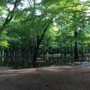 youyou