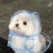 ロキソニンの画像