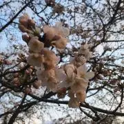 Sの画像