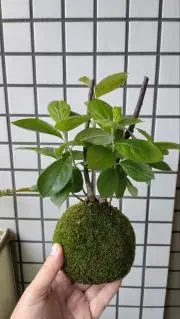 さやぴぃの画像