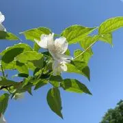 Poの画像