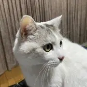 ま