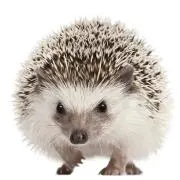 Hedgehog