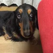 タケの画像