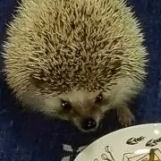 ピクシ―