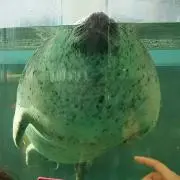 はな
