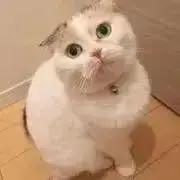 スピカきらりんの画像