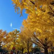 ささきの画像