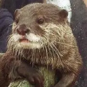 かわうそちゃんの画像