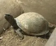 とまとの画像