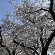 Miaの画像