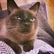 もんちゃんの画像