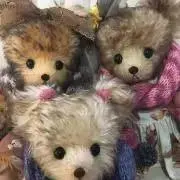 karinの画像