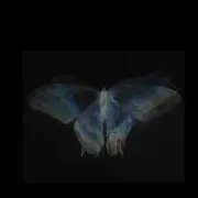 ハチ