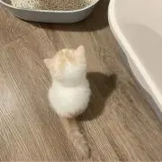 めぐみの画像