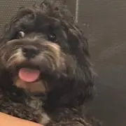 ジュディの画像