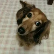 ちゃむ