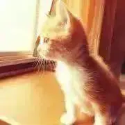 にゃんこ　※プロフィール必ず読んで下さいの画像