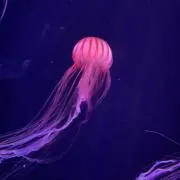 プロフ必読の画像