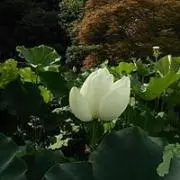 たみぃの画像