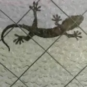 おもち