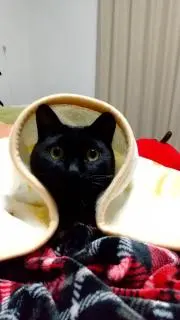 にゃんちきの画像