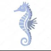 SEAHORSE13