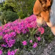 れもんの画像
