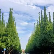 やんの画像