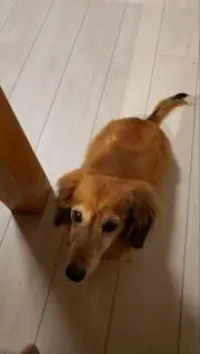 スズの画像