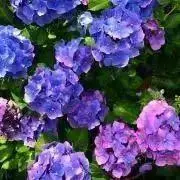 hanamamaの画像