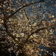 てぃの画像