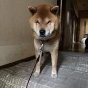 Ｐ〜山の画像