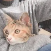 Ayuの画像