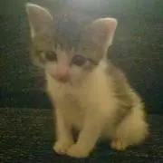 いちこ