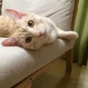 きなむる