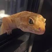 Kayの画像