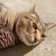 コパ